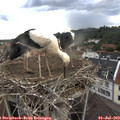 19_05-nest.jpg