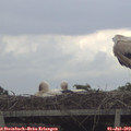 19_10-mast.jpg