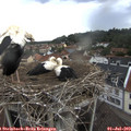19_10-nest.jpg