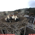 19_15-nest.jpg