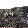 19_20-nest.jpg