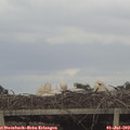 19_25-mast.jpg