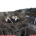 19_25-nest.jpg