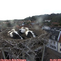 19_30-nest.jpg