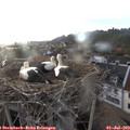 19_35-nest.jpg