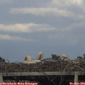 19_40-mast.jpg