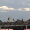 19_45-mast.jpg