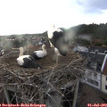 19_50-nest.jpg