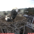 19_55-nest.jpg