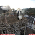 20_00-nest.jpg