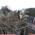 20_05-nest.jpg