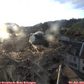 20_10-nest.jpg