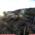 20_15-nest.jpg