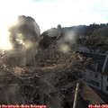20_20-nest.jpg
