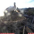 20_25-nest.jpg