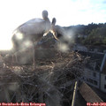 20_30-nest.jpg