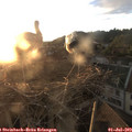 20_50-nest.jpg