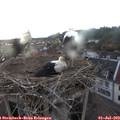 21_05-nest.jpg