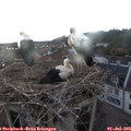 21_10-nest.jpg
