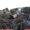 21_15-nest.jpg