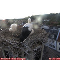 21_20-nest.jpg