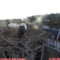 21_25-nest.jpg