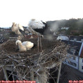 05_25-nest.jpg