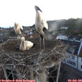 05_30-nest.jpg