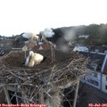 05_35-nest.jpg