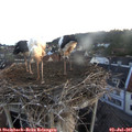05_40-nest.jpg