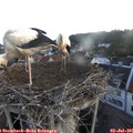 05_45-nest.jpg