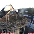 05_50-nest.jpg