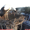 05_55-nest.jpg