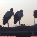 06_00-mast.jpg