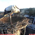 06_00-nest.jpg