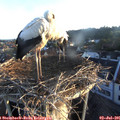 06_05-nest.jpg