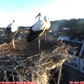 06_10-nest.jpg