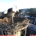 06_15-nest.jpg