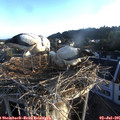 06_25-nest.jpg