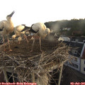 06_30-nest.jpg