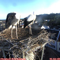 06_35-nest.jpg