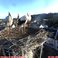 06_45-nest.jpg