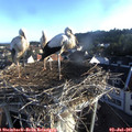06_50-nest.jpg