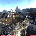 06_55-nest.jpg