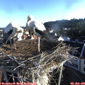 07_00-nest.jpg