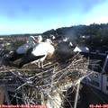 07_10-nest.jpg