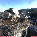 07_15-nest.jpg
