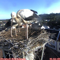 07_20-nest.jpg