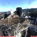 07_25-nest.jpg