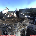 07_30-nest.jpg